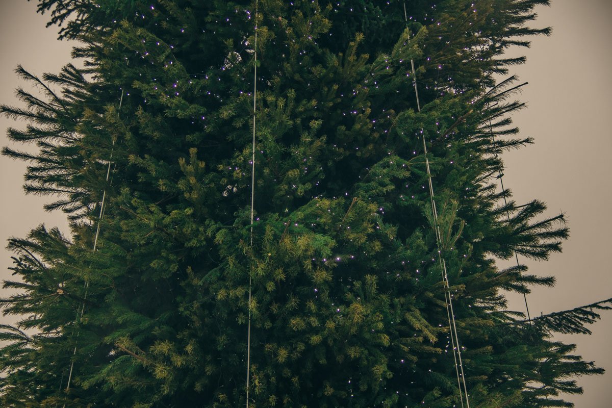 Пока огоньки есть не на всех ветвях Пока огоньки есть не на всех ветвях