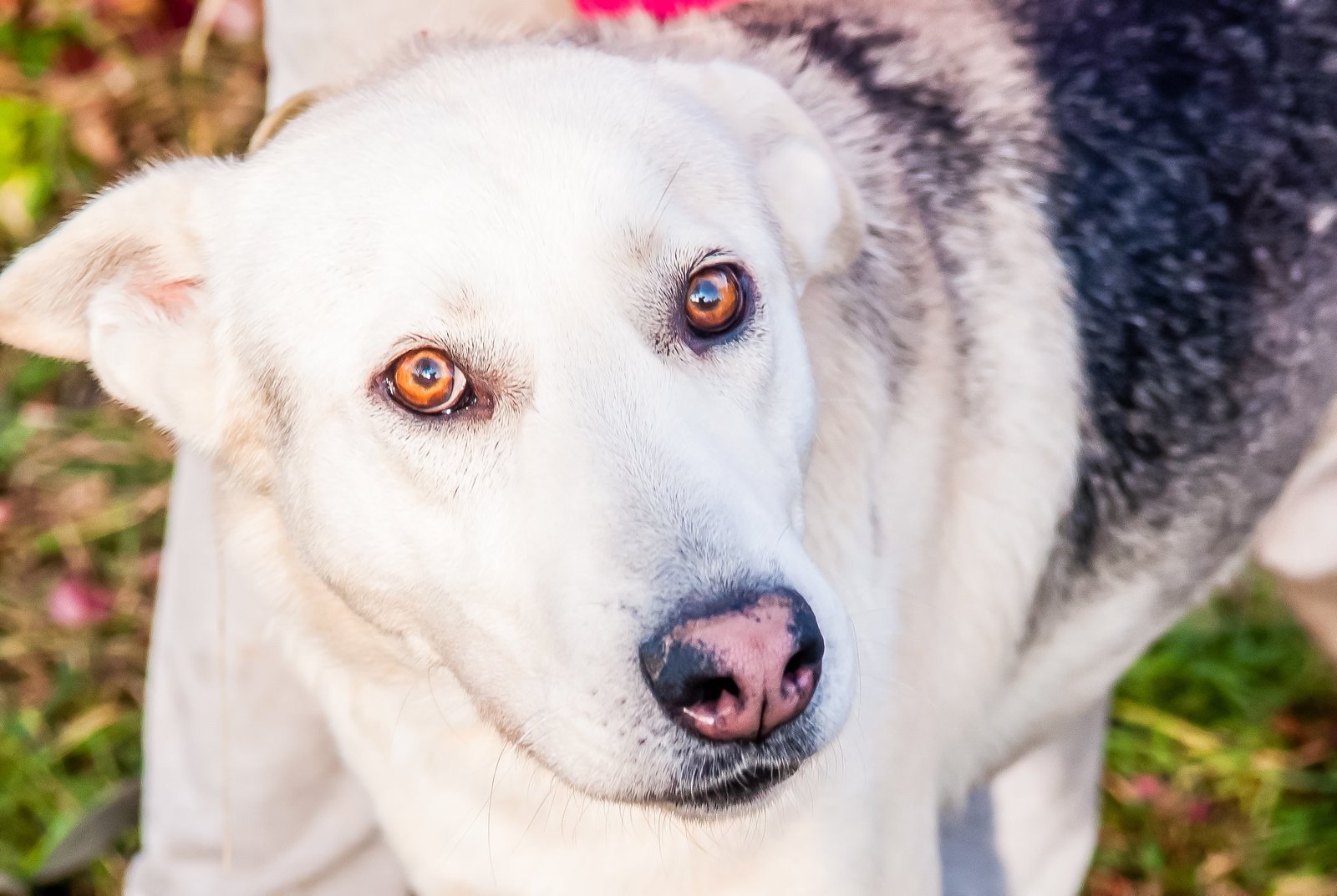 Платон подарит вам море позитива и положительных эмоций Платон подарит вам море позитива и положительных эмоций