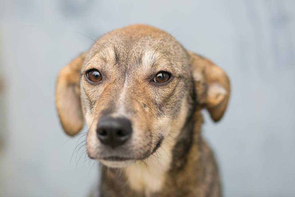 Нотя-Енотя умеет улыбаться, дарить позитив и радовать каждый день Нотя-Енотя умеет улыбаться, дарить позитив и радовать каждый день