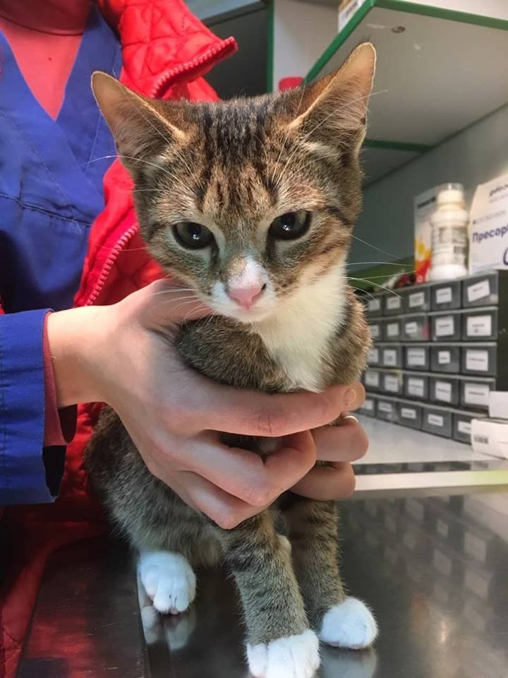 Котенок Мафин ждет своего хозяина в ветеринарной клинике на Оболони Котенок Мафин ждет своего хозяина в ветеринарной клинике на Оболони