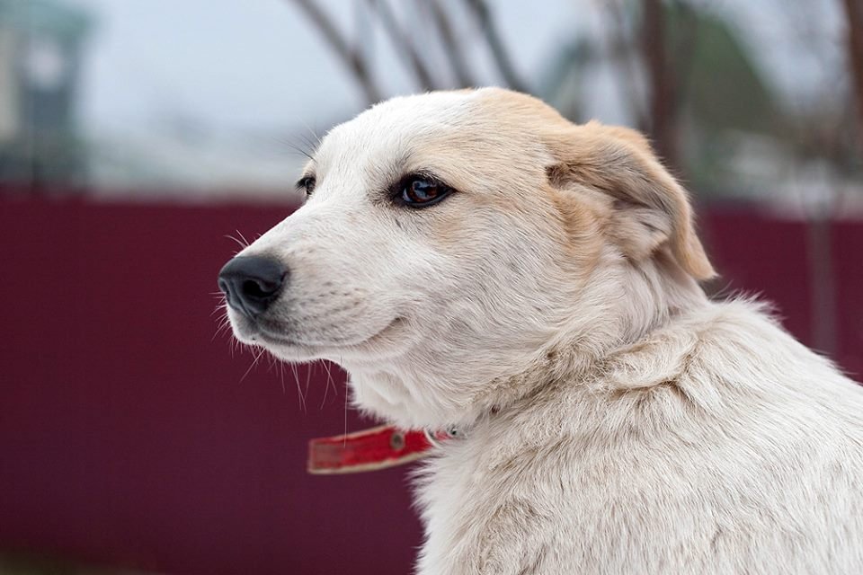 Снежно-белая милашка очень ждет своего любимого хозяина Снежно-белая милашка очень ждет своего любимого хозяина