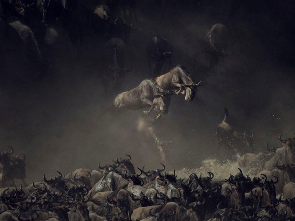 Дикие красоты