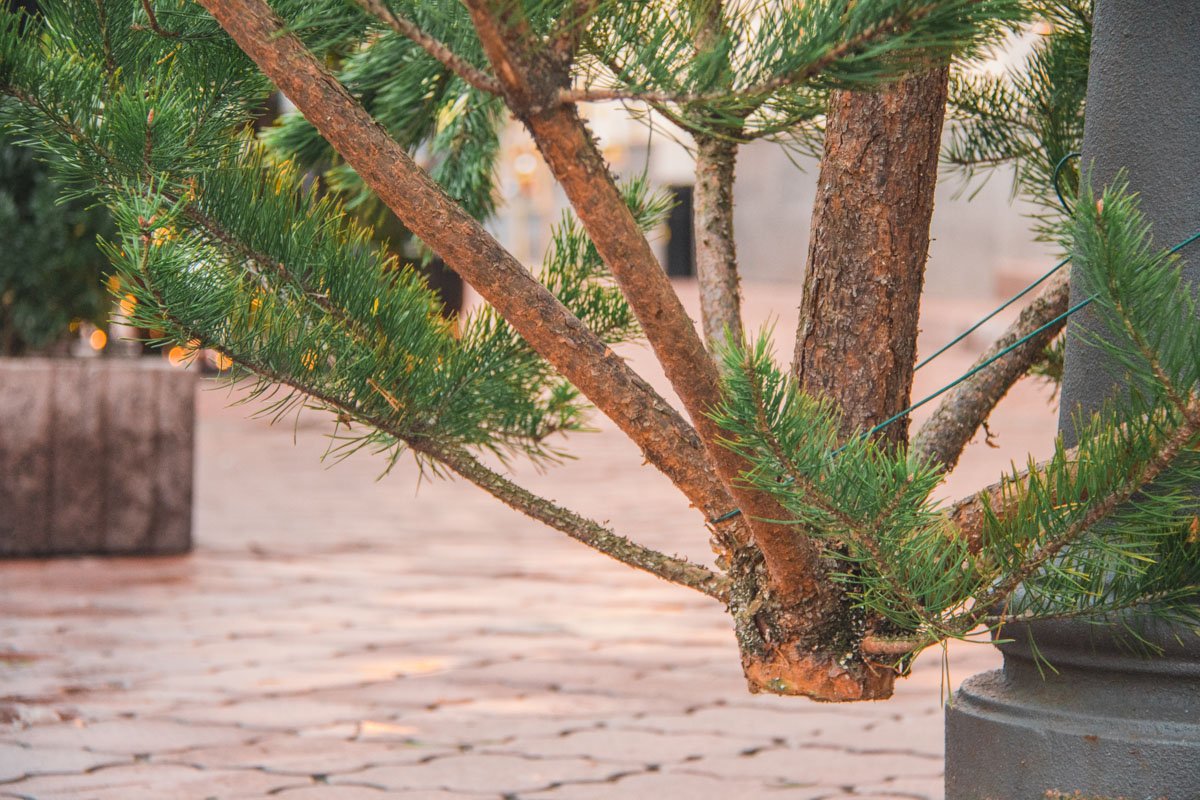 Возможно, тут должен быть горшочек, но это не точно Возможно, тут должен быть горшочек, но это не точно