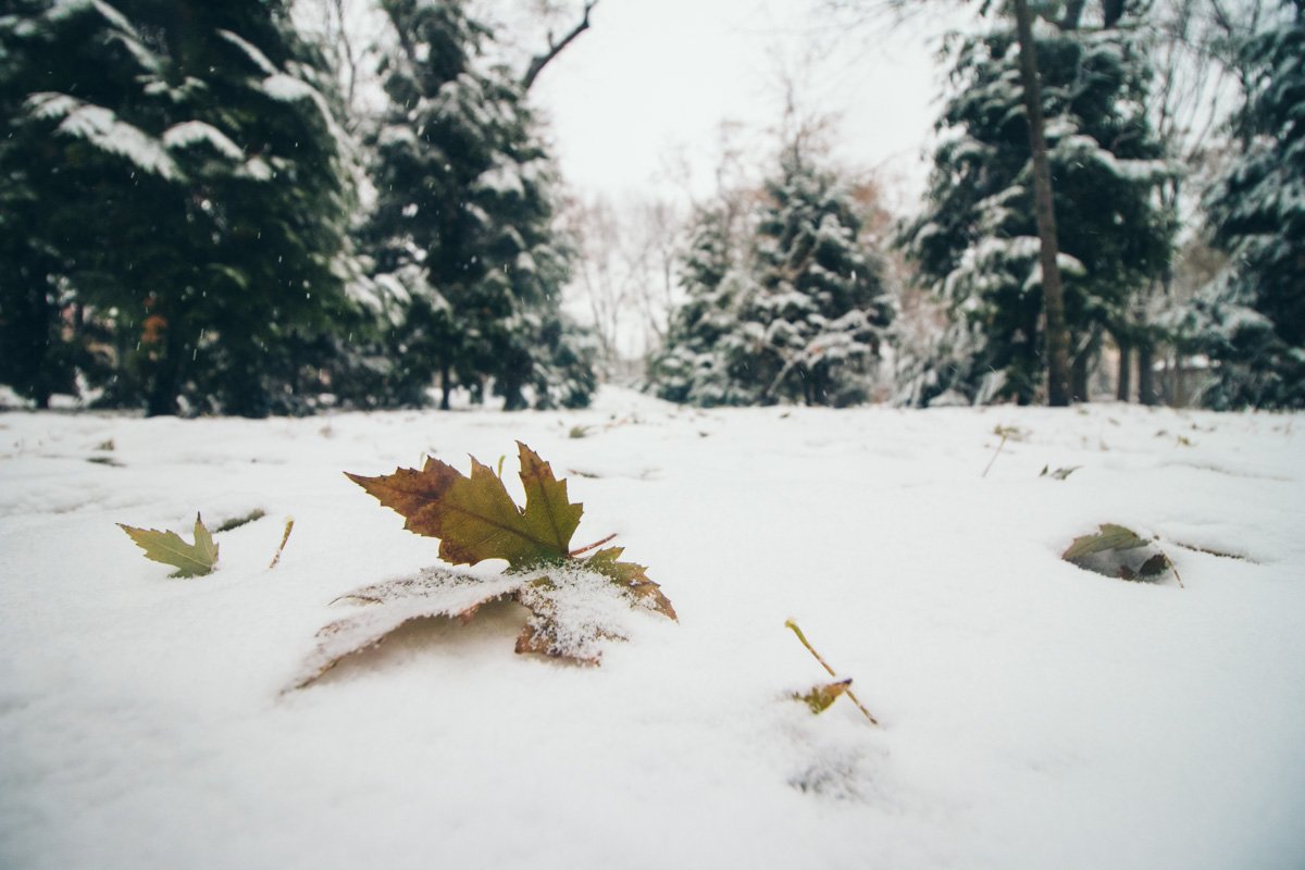 Лишь желтые листья украшают белое покрывало