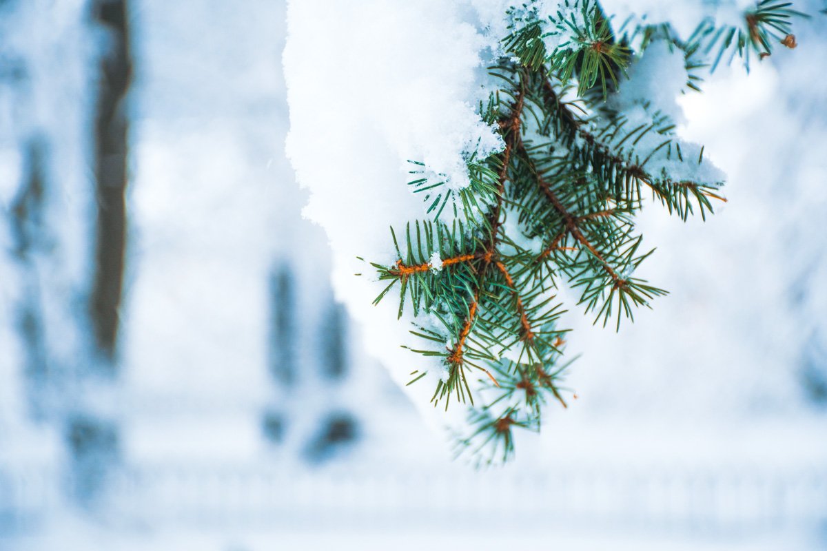 Елочки в объятиях