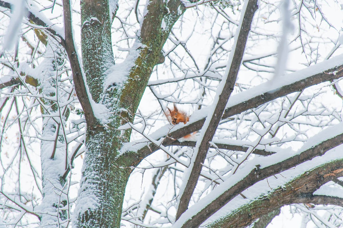 Красотка притаилась 