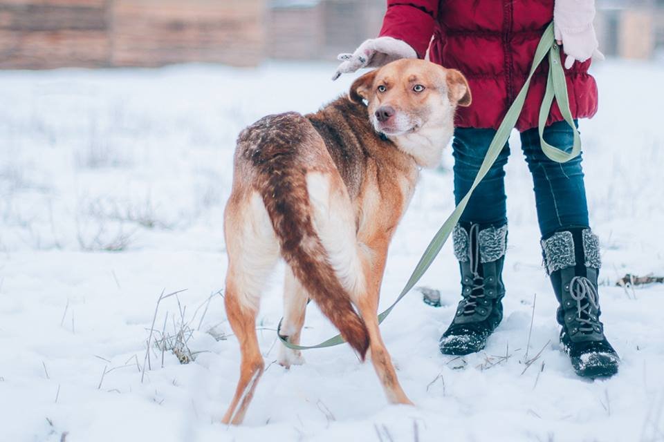 Грациозная красавица Лейла ждет своего любимого хозяина Грациозная красавица Лейла ждет своего любимого хозяина