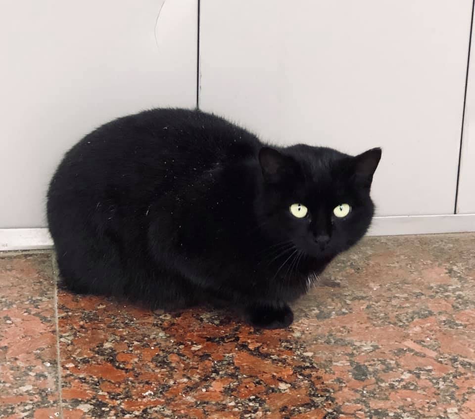 Когда-то эту красавицу выгнали из дома, но именно вы можете спасти ее жизнь и подарить семью Когда-то эту красавицу выгнали из дома, но именно вы можете спасти ее жизнь и подарить семью