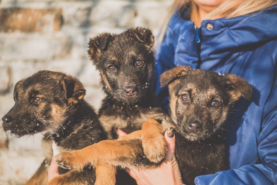 Три позитивных комочка счастья ищут дом в Киеве Три позитивных комочка счастья ищут дом в Киеве