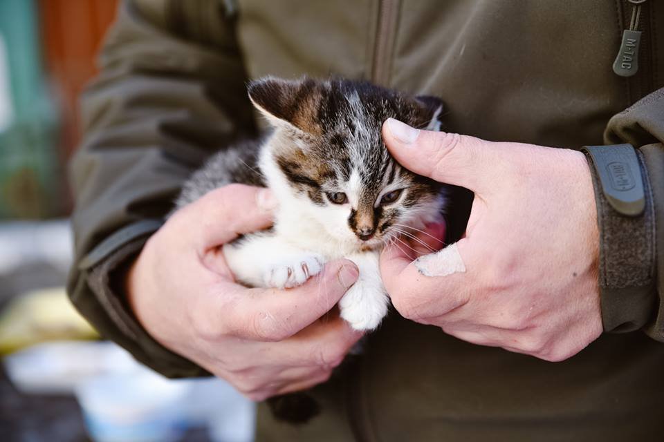 Маленький друг ждет любящего хозяина в Киеве Маленький друг ждет любящего хозяина в Киеве