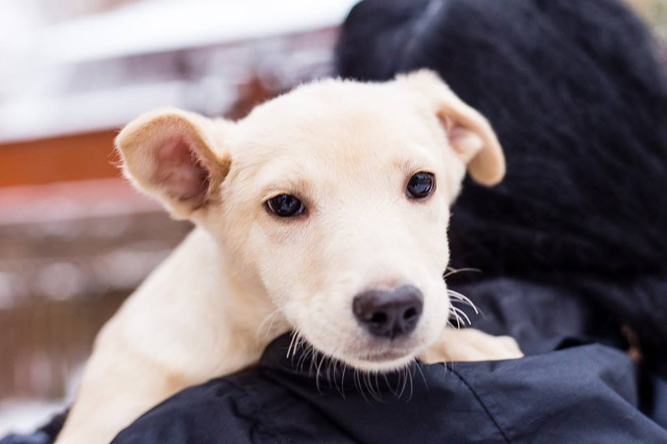 Светленькая красавица Белочка ищет дом и готова подарить счастье любимым хозяевам Светленькая красавица Белочка ищет дом и готова подарить счастье любимым хозяевам