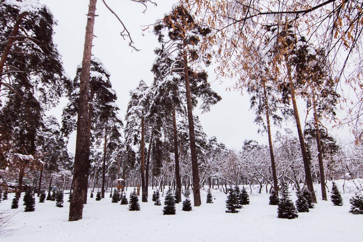 В комплексе построят ледовую арену и бассейн В комплексе построят ледовую арену и бассейн