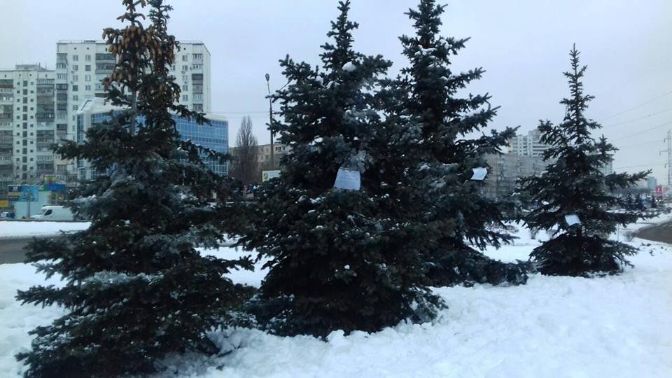 В столице елки обрабатывают химикатами