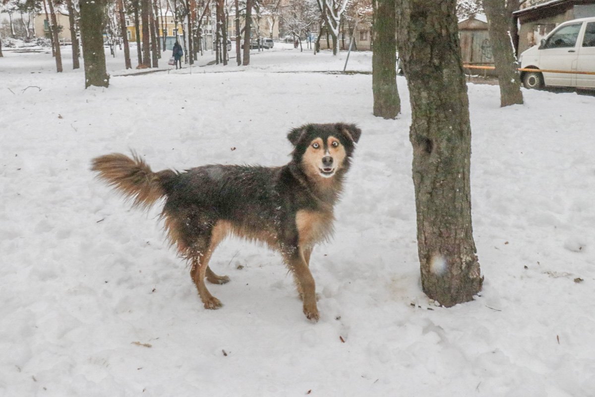 Также в квартире на момент возгорания находились две собаки