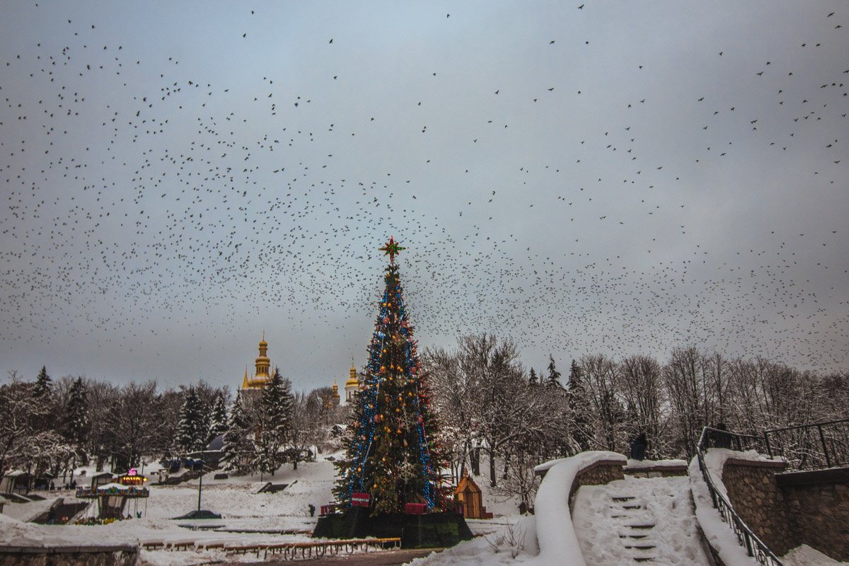 Над апельсиновым городком кружат птичьи стаи
