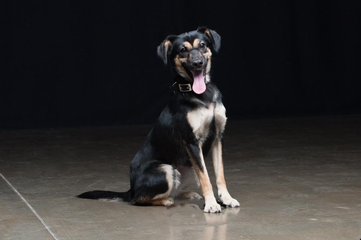 Молька уже вакцинирована и чипирована. Уже с ветеринарным паспортом. Не бойтесь и радуйтесь прибавлению в семейном очаге Молька уже вакцинирована и чипирована. Уже с ветеринарным паспортом. Не бойтесь и радуйтесь прибавлению в семейном очаге