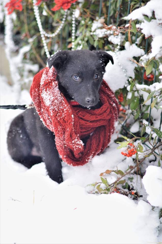 Заберите Герду домой - и вы сделаете счастливым не только себя, но и маленького жизнерадостного щенка Заберите Герду домой - и вы сделаете счастливым не только себя, но и маленького жизнерадостного щенка