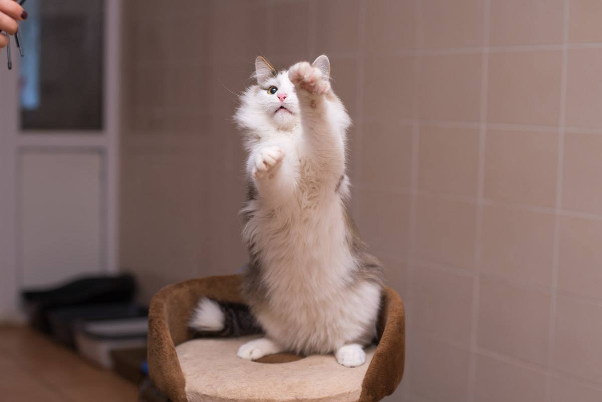 Баско словно машет своему новому хозяину. Не бойтесь и помашите ему в ответ Баско словно машет своему новому хозяину. Не бойтесь и помашите ему в ответ