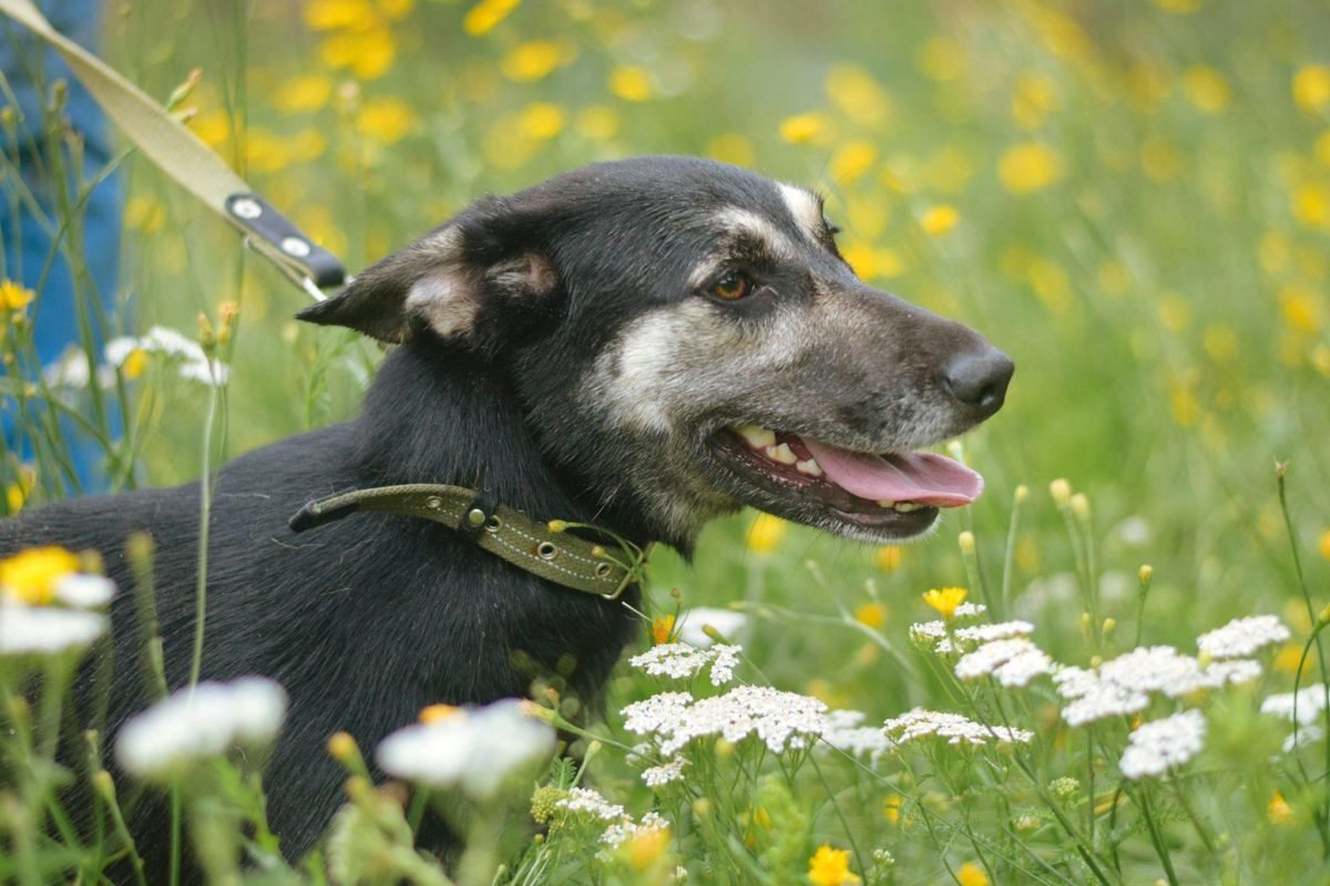 Глядя на это фото, легко представить, что Банди все вокруг себя превращает в лето Глядя на это фото, легко представить, что Банди все вокруг себя превращает в лето