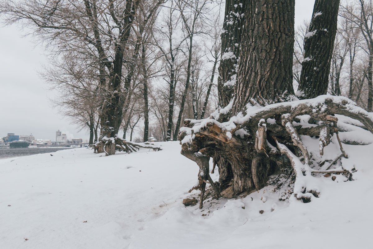 Да и деревья с такими корнями выглядят крайне угрожающе