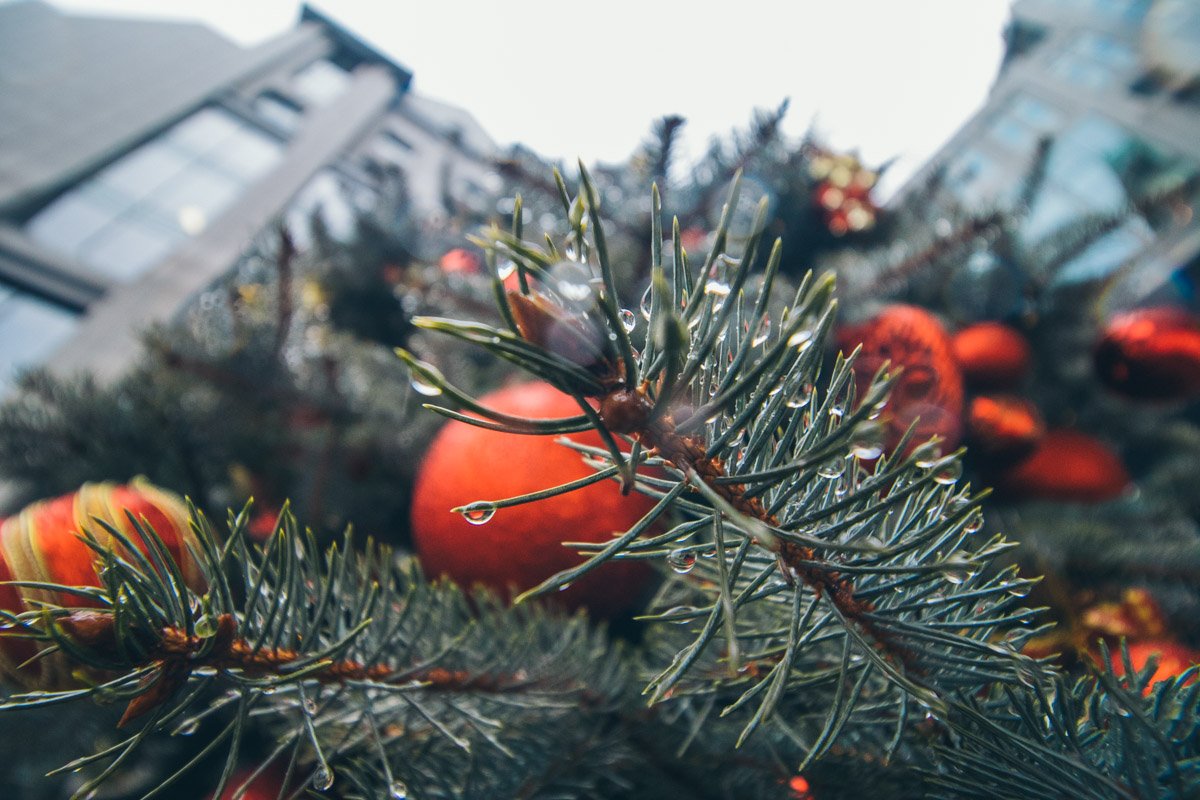 Холодные капли на замерзшей ветке - красота в мелочах, которые нас окружают Холодные капли на замерзшей ветке - красота в мелочах, которые нас окружают