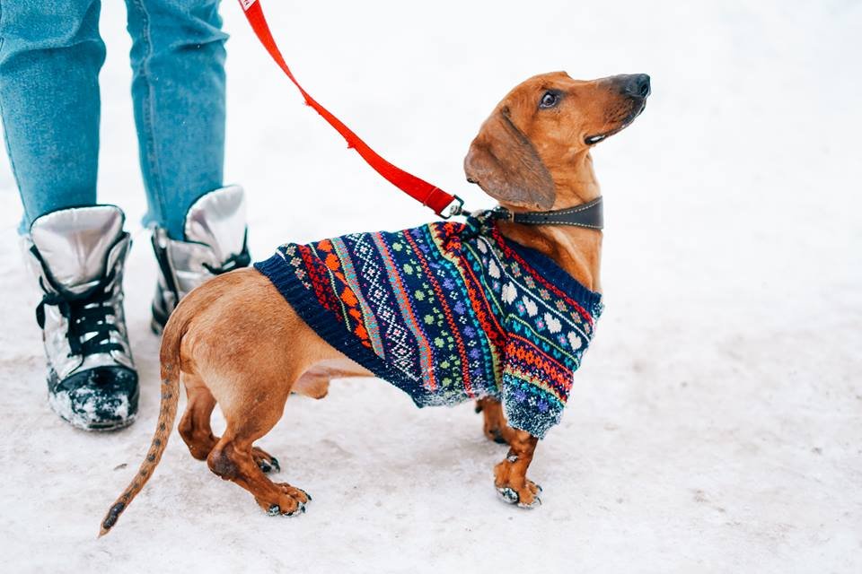 Боцман показывает характер, но на самом деле ему просто не хватает любви Боцман показывает характер, но на самом деле ему просто не хватает любви