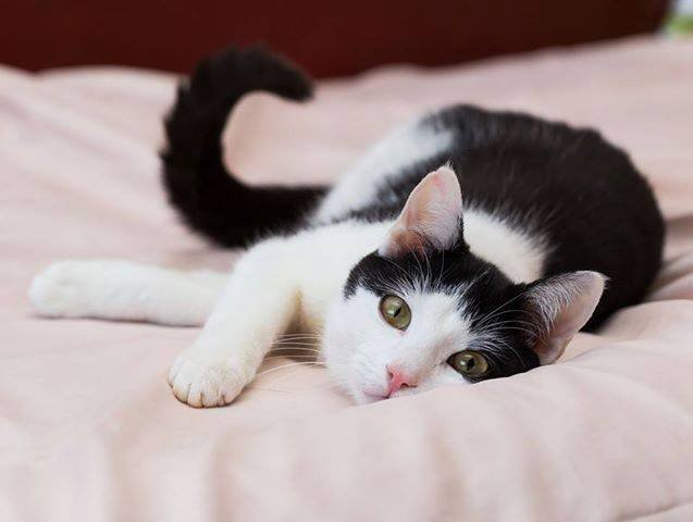 Томик - тот самый котенок, о котором вы всю жизнь мечтали! Томик - тот самый котенок, о котором вы всю жизнь мечтали!