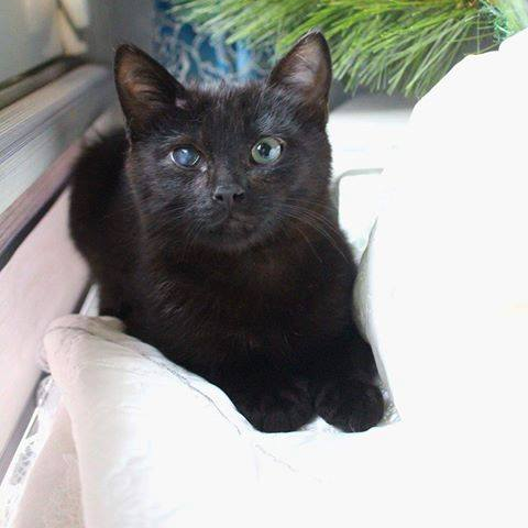 У Марсика небольше помутнение на глазике, но это не помешает ему рассмотреть у вас доброе сердце У Марсика небольше помутнение на глазике, но это не помешает ему рассмотреть у вас доброе сердце