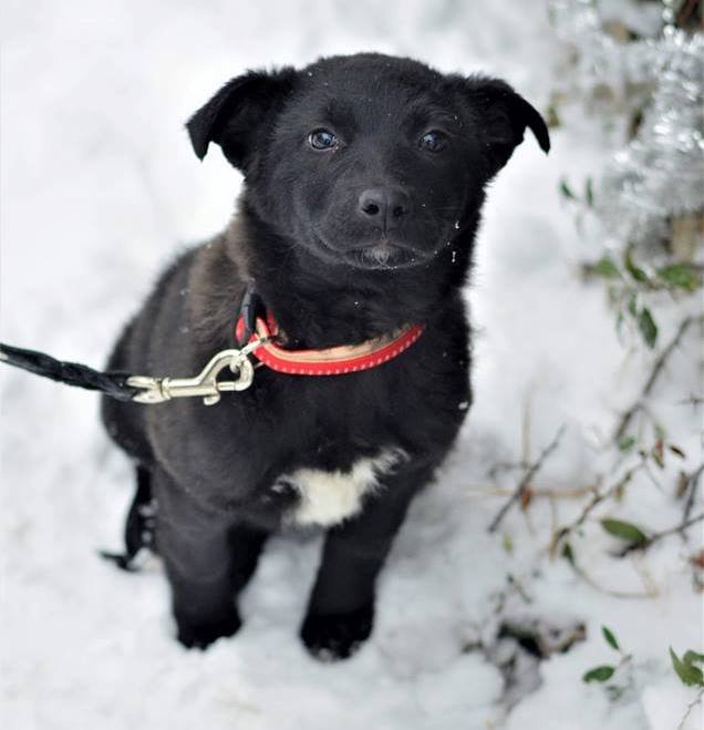 Как только Герду берешь на ручки, она обнимает вас лапками, будто эти обнимашки в ее жизни последний раз... Но не в последний же, правда? Как только Герду берешь на ручки, она обнимает вас лапками, будто эти обнимашки в ее жизни последний раз... Но не в последний же, правда?