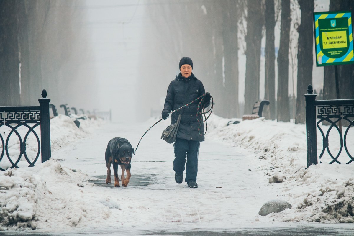 Если завели собаку, будьте готовы, что она не даст вам отоспаться после празднований
