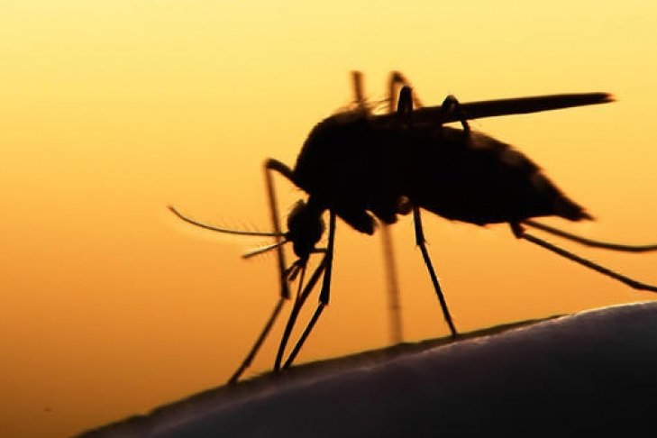 43-летнего бизнесмена из Львова госпитализировали с тропической малярией 43-летнего бизнесмена из Львова госпитализировали с тропической малярией