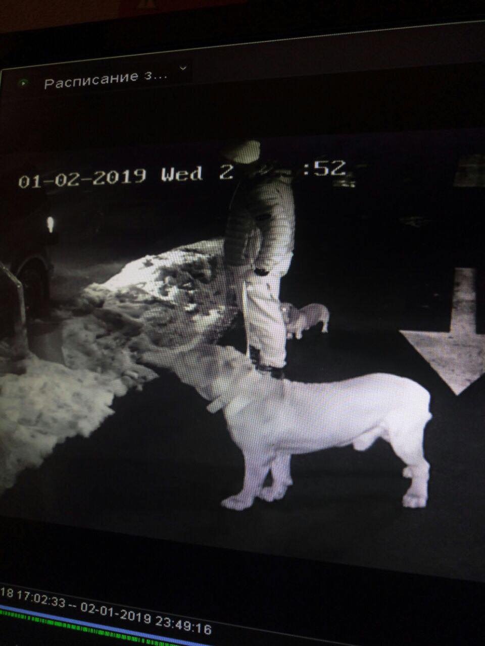 На снимке видно, что подозреваемый в пуховой куртке и спортивных штанах. С ним две собаки