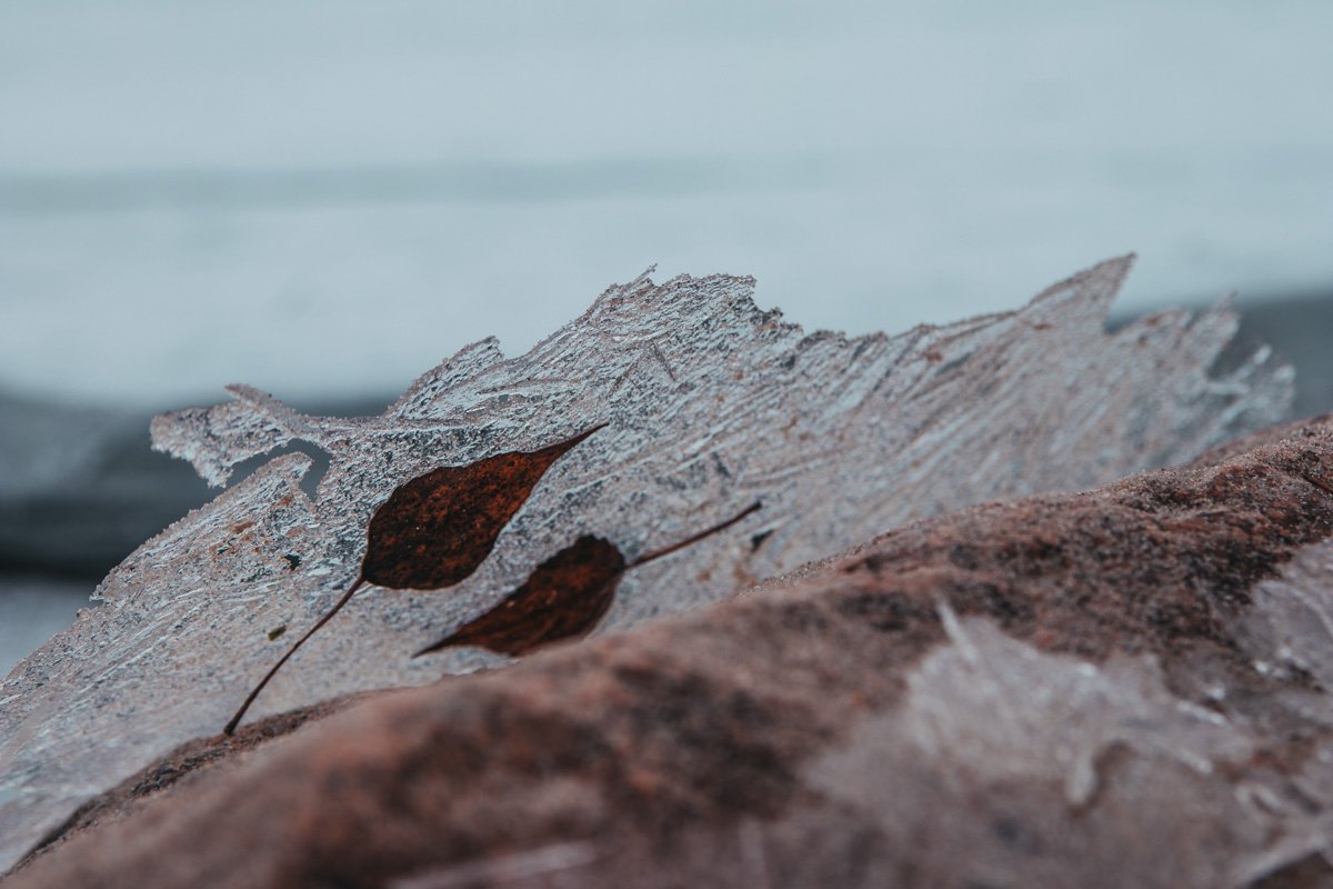 Осенние листья закованные льдом Осенние листья закованные льдом