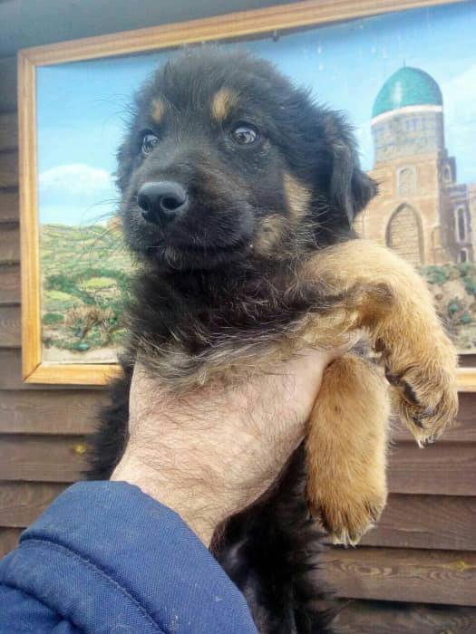 Овчаристый мальчик вырастет настоящим охранником вашей семьи Овчаристый мальчик вырастет настоящим охранником вашей семьи