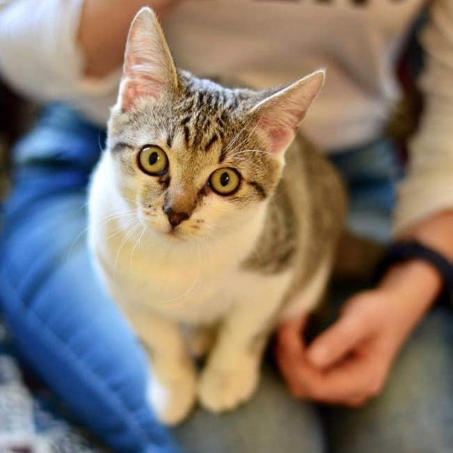 Лекс - комочек позитивной энергии, которой он хочет делиться со своей семьей Лекс - комочек позитивной энергии, которой он хочет делиться со своей семьей