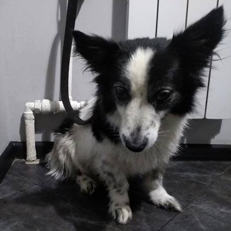 Яся - грациозная красотка, которая ищет новую семью Яся - грациозная красотка, которая ищет новую семью