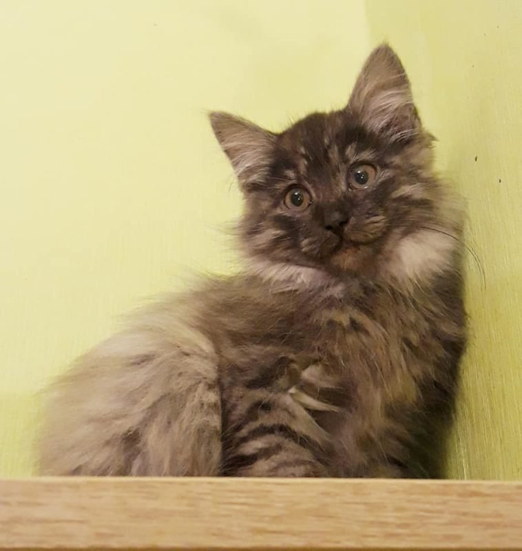 Кошка Мышка очень ласковая и уж точно заслуживает любви Кошка Мышка очень ласковая и уж точно заслуживает любви