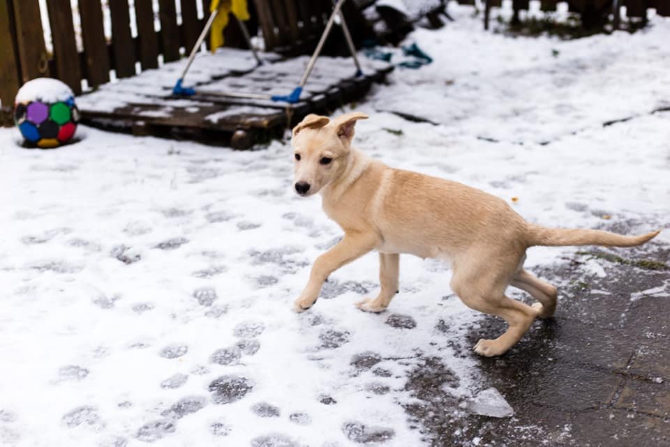 Белочке не везет обрести любовь, возможно, потому что она ждет именно вас? Белочке не везет обрести любовь, возможно, потому что она ждет именно вас?