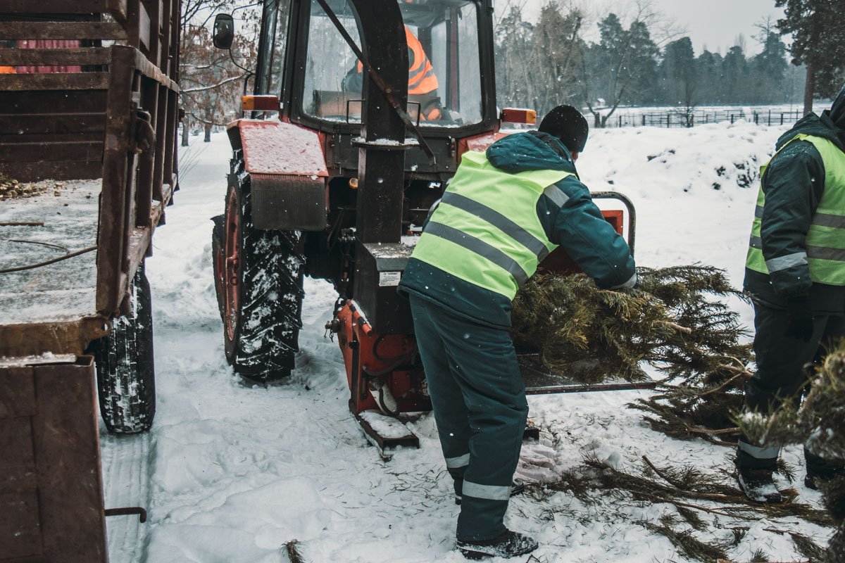 В Киеве утилизируют выброшенные елки