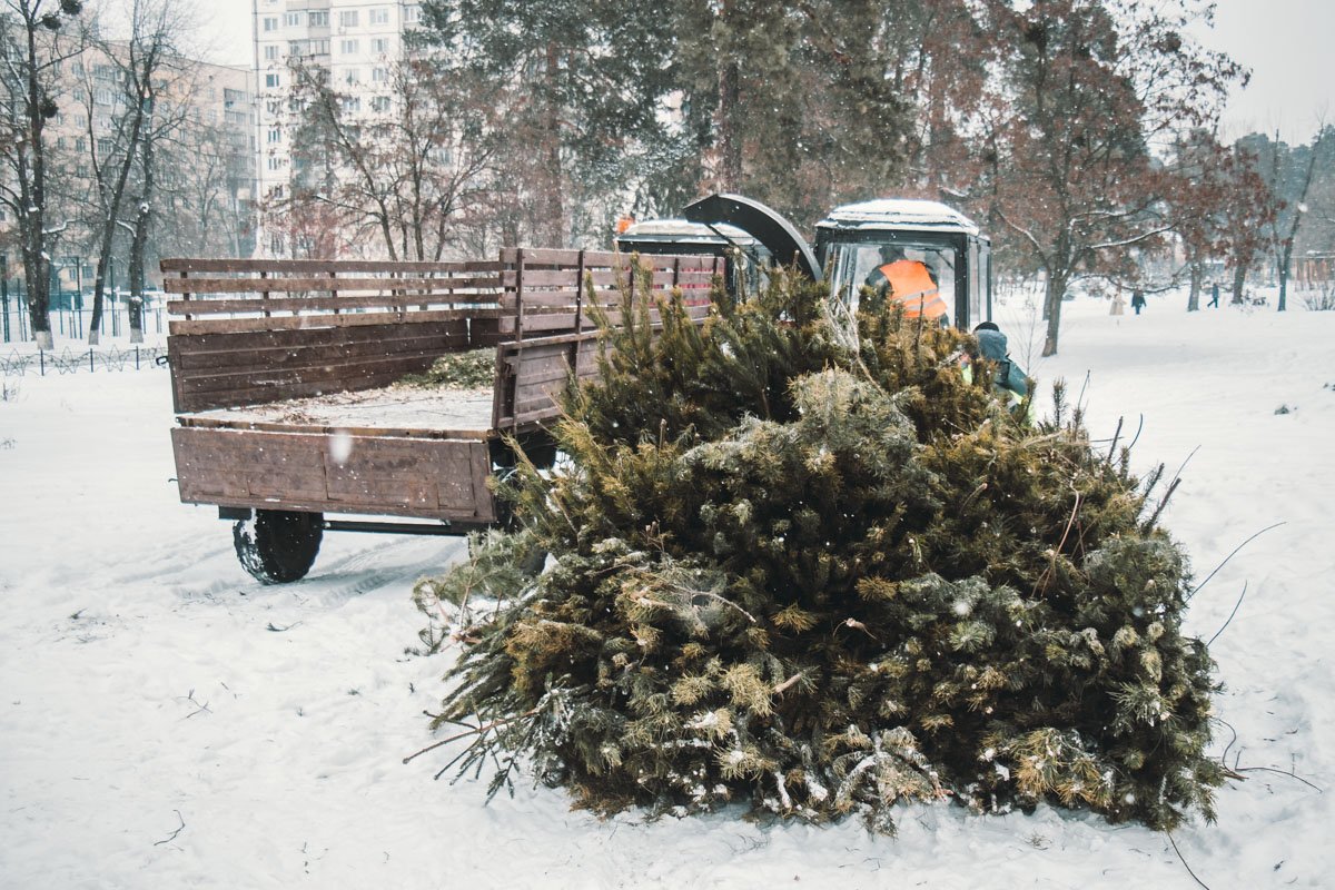 Жителей Киева просят сдавать елки в пункты сбора