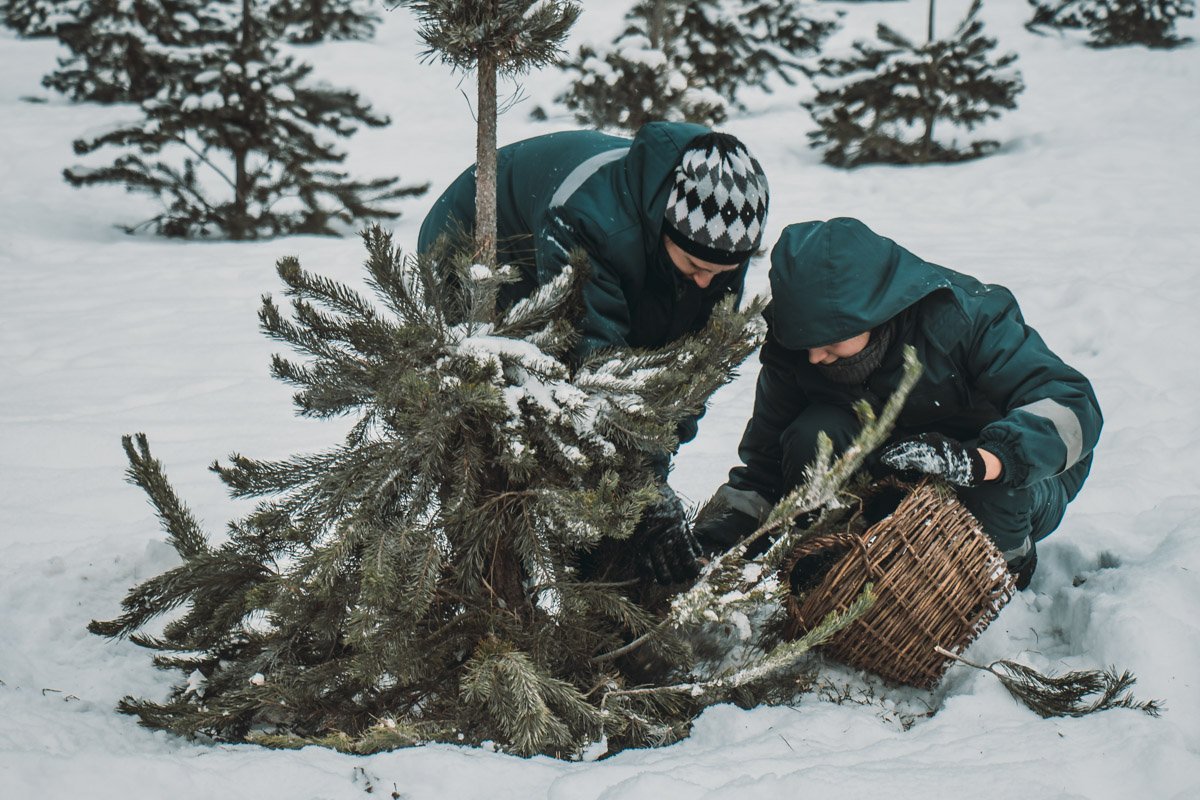 Измельченные деревья будут питать минеральными веществами городские елки