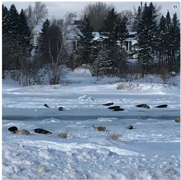 Тюлени устроили настоящее нашествие на небольшой канадский городок Тюлени устроили настоящее нашествие на небольшой канадский городок