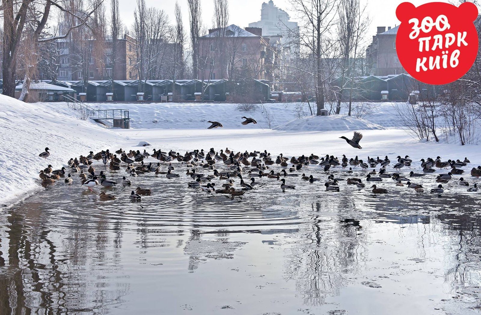 В водоеме плавают важные утки