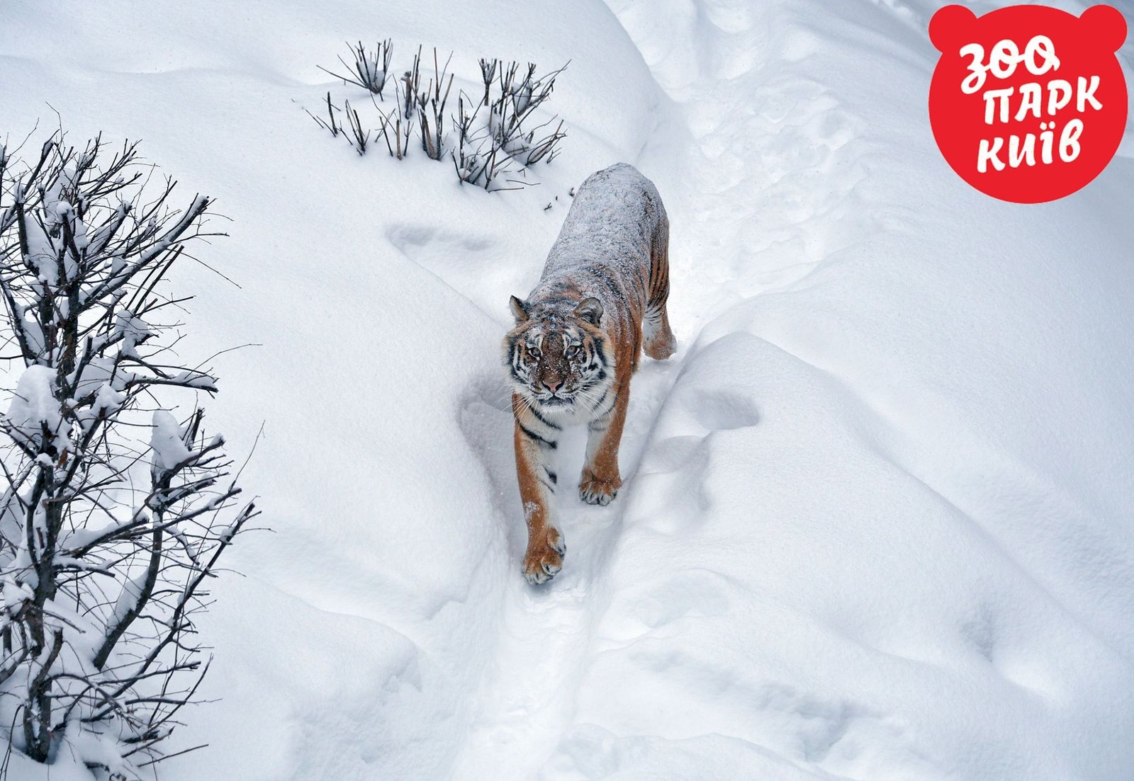 Важный царь зверей "патрулирует" свою территорию 