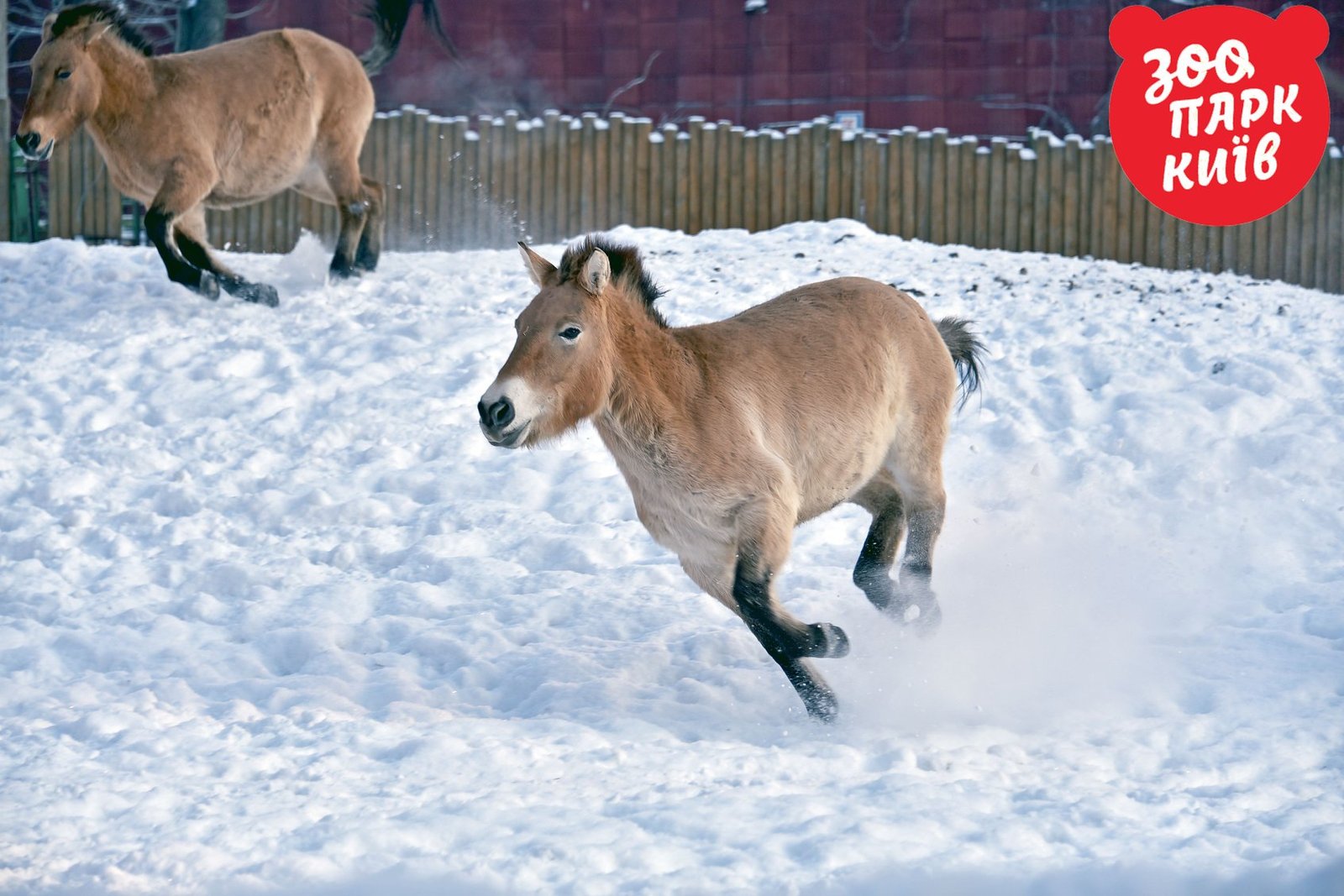 Милые пони устраивают гонки в снегу