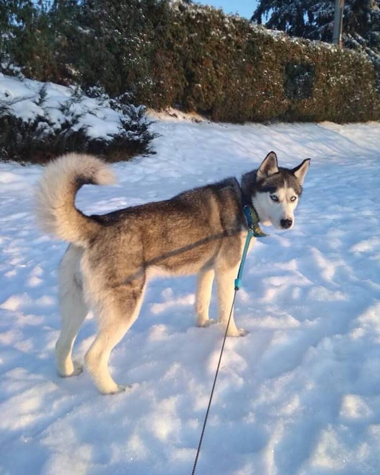 В Киевской области нашли потеряшку-хаски