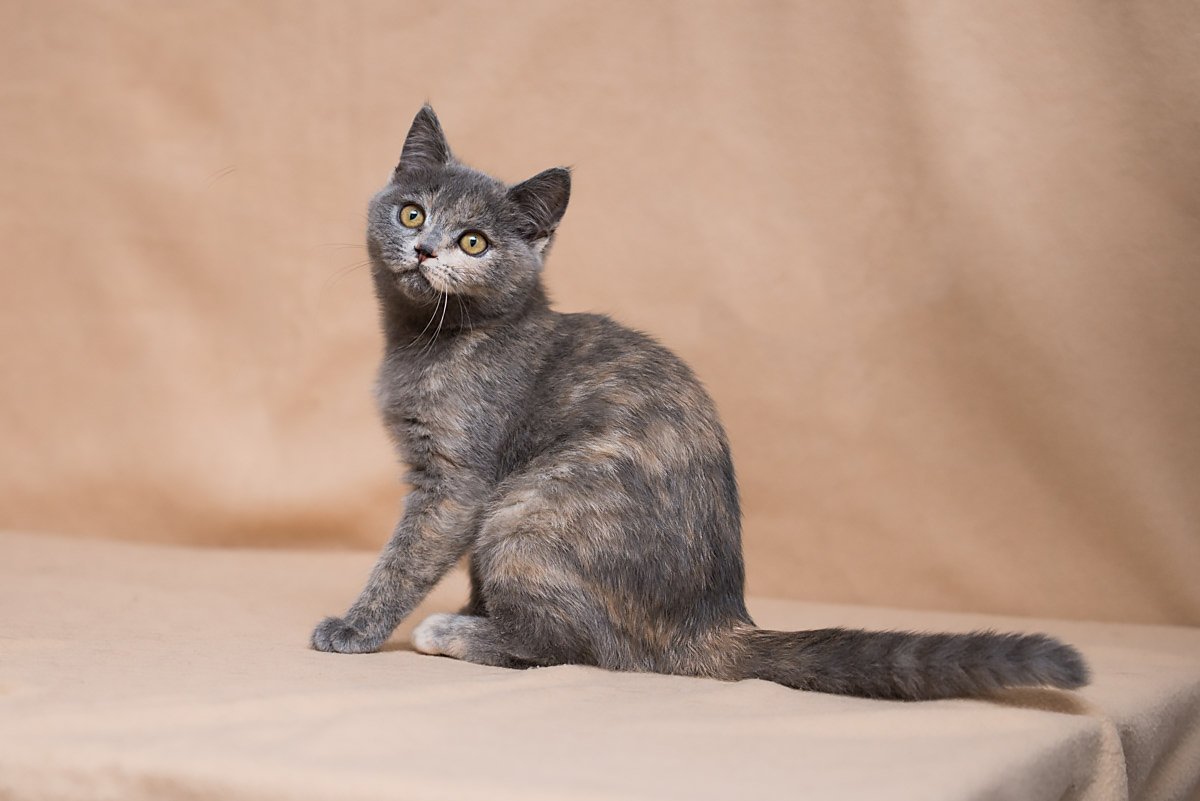 Джимма - настоящая леди