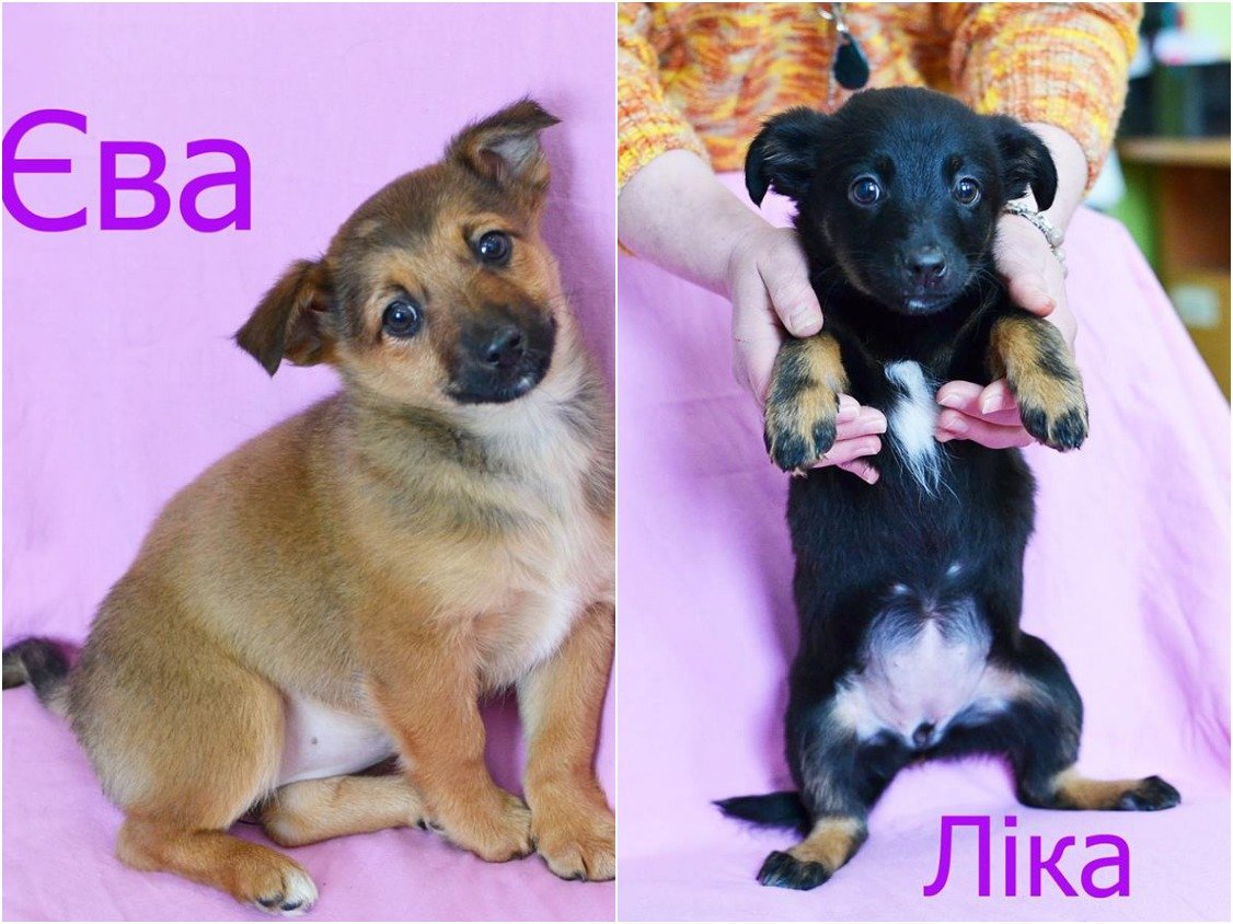 Крошечки Ева и Лика ищут себе добрых и ласковых хозяев