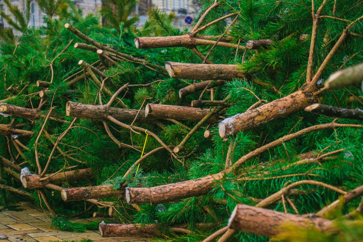 Главная елка Украины завоевала первенство в рейтинге самых красивых новогодних деревьев Европы