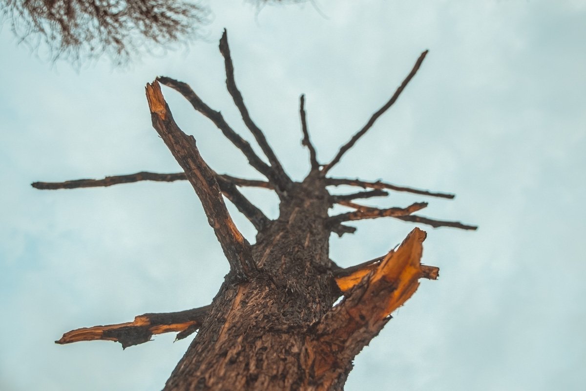 К сожалению, это дерево реконструкция не спасет